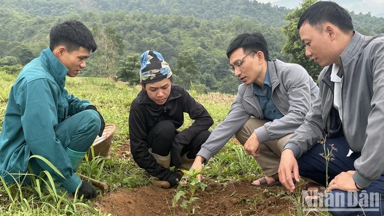 Local farmers in Dien Bien Province learn how to cultivate coffee plants.