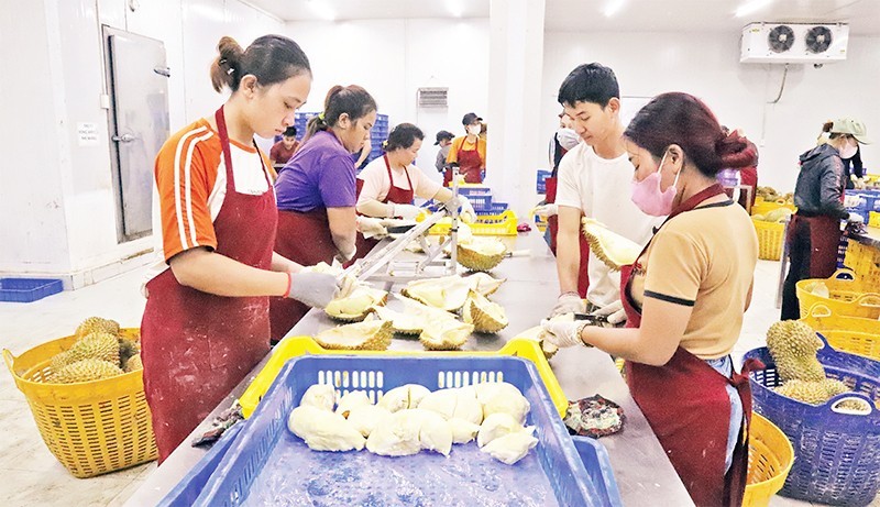 Preparing durian for export in Dak Lak Province. (Photo: Cong Ly)