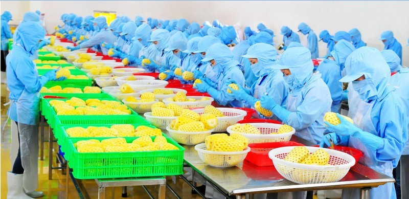 Processing pineapples for export.