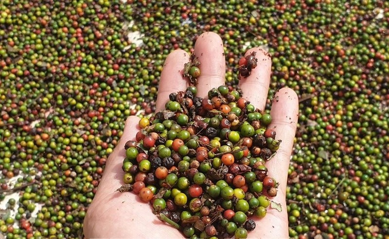 In November alone, Vietnam ship abroad 15,948 tonnes of pepper of all types, worth 106.5 million USD. (Photo: VNA)