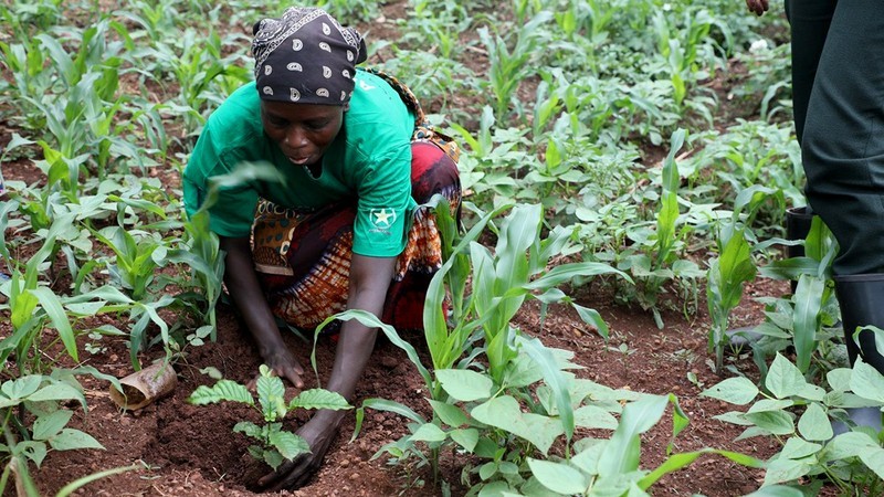 Rwandans participate in a climate change adaptation tree planting project. (Photo: IUCN)