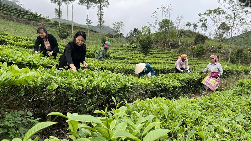 Visitors harvest tea in Yen Bai Province.