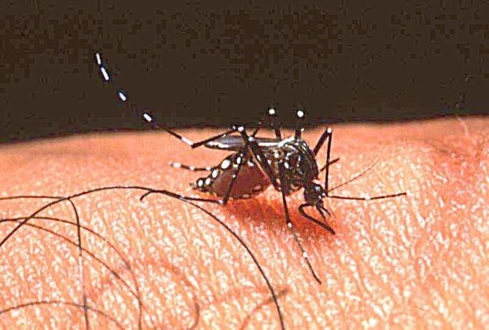 Pakistan continues to face a surge in dengue fever cases in different parts of the country, amid the latest outbreak mainly attributed to the ongoing floods.