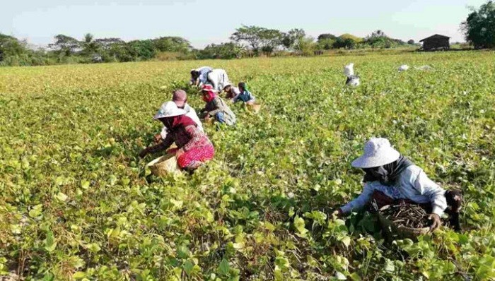 Myanmar exported over 691,399 tons of green grams in the 2022-23 fiscal year, earning more than 489 million USD, according to the country's Ministry of Commerce on Thursday.