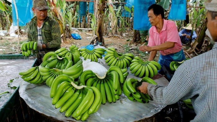 Laos' export of agricultural produce in the first three months of 2023 reached over 3 million tons, worth more than 507 million USD, surpassing 50 percent of the target for the whole year, Vientiane Mai newspaper reported on Monday. (Illustrative Image/Source: Reuters)