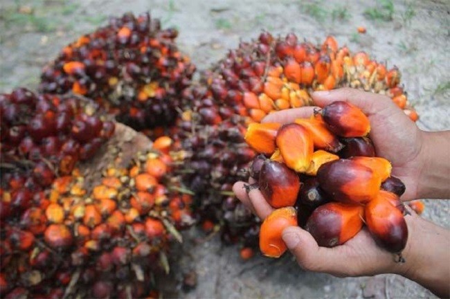 Malaysia, the world's second largest palm oil producer, on Wednesday kept its crude palm oil (CPO) export duty at 8 percent.