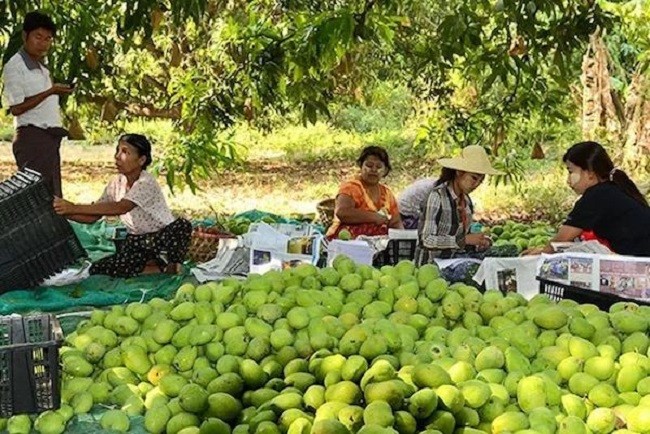 China remained the most important destination for shipment of Myanmar's famous "Sein Ta Lone" or "Diamond Solitaire" mangoes in 2023, local mango exporters have said.