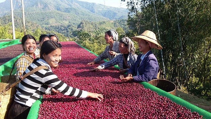 Myanmar earned 862.4 million USD from agricultural exports in the first quarter of the current fiscal year 2023-24, according to data released by the Ministry of Commerce on Saturday.