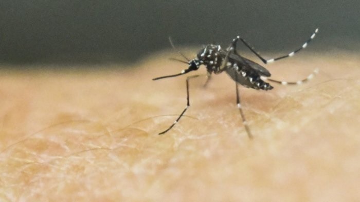 Dengue rates are rising globally, with reported cases since 2000 up eight-fold to 4.2 million in 2022, WHO said.