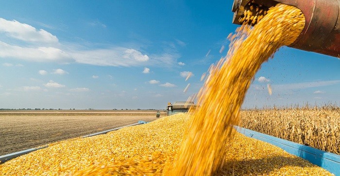 World wheat prices rose for the first time in nine months in July and vegetable oil prices also saw a dramatic increase, according to the United Nations Food and Agriculture Organization (FAO) on Friday.