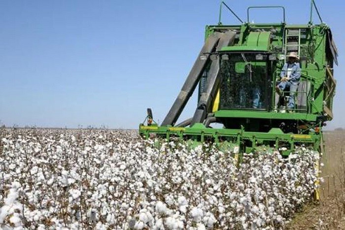 Brazil is poised to become the world's largest cotton exporter, overtaking the United States, as the main U.S. producing region, Texas, is suffering from droughts and heatwaves, a Brazilian cotton industry leader has said.