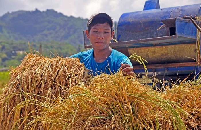 The Philippine agriculture sector grew by 1.2 percent in 2023, driven by higher poultry and livestock production, increased fruit harvest and record rice output, the Philippines' Department of Agriculture (DA) said Friday.