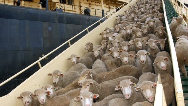 The Australian government announced on Saturday that the country will stop exporting live sheep by sea from May 1, 2028, while unveiling a package of 107 million Australian dollars (71 million USD) to help the industry transition.