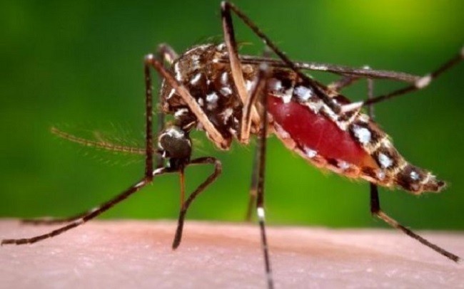 India's federal health ministry Wednesday issued an advisory to all states in the South Asian country in view of Zika virus cases being reported from Maharashtra.