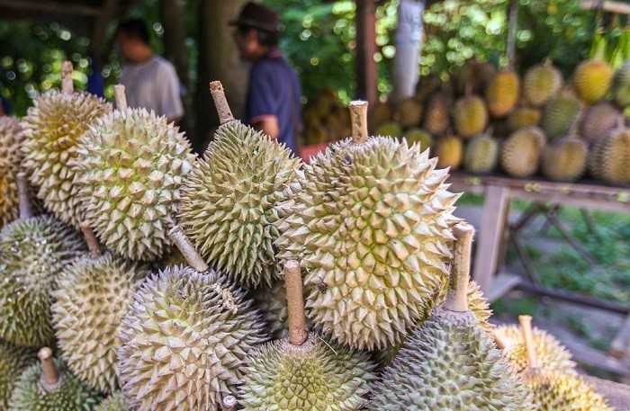 Malaysia has started exporting fresh durian to China, with 40 metric tons of the popular tropical fruit to be sent in three phases starting Saturday, according to Agriculture and Food Security Deputy Minister Arthur Joseph Kurup.