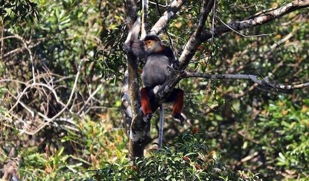A primate in Bach Ma National Park (Photo: VNA)