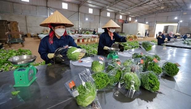 Workers at Langbiang Farm in Da Lat city. (Photo: baolamdong.vn)