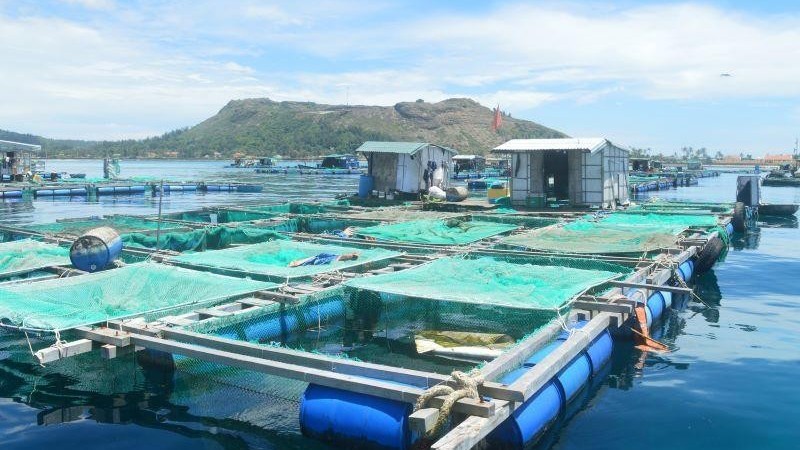 Cage fish farming in Ly Son Island. (Photo: Hien Cu)