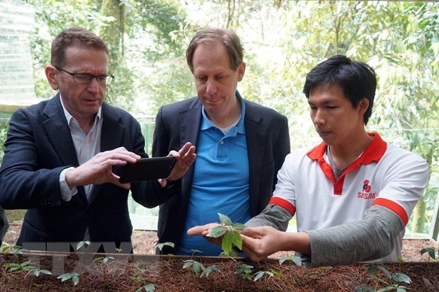 Foreign experts at a ginseng garden in Quang Nam (Photo: VNA)