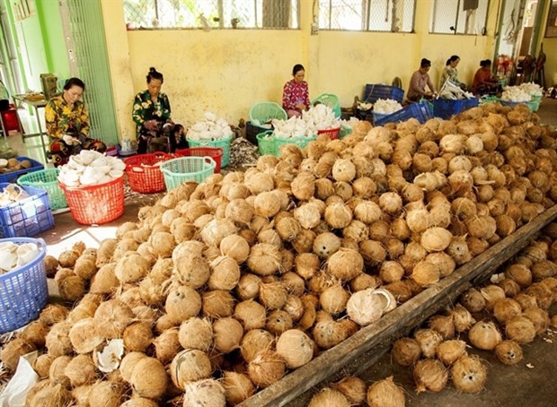 Members of the Thoi Thanh Agriculture Cooperative process coconuts to make coconut-related products in Ben Tre province’s Thanh Phu district. (Photo: VNA)