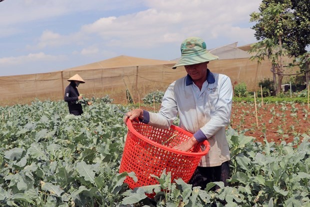 Farmers grow vegetables under contracts with corporate buyers in Lam Dong province’s Don Duong district. (Photo: VNA)