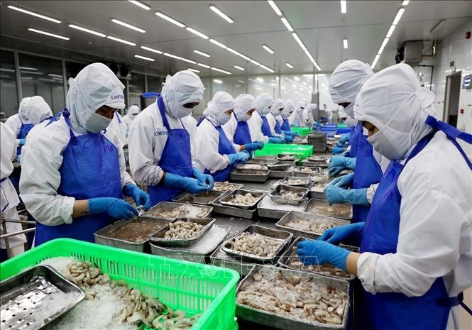 Preliminary processing of shrimp at Duyen Hai Economic Development Company at Vinh Loc Industrial Park, Binh Chanh District, Ho Chi Minh City. (Photo: VNA)