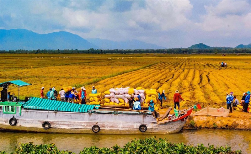 Green economic development has become the foundation for forming green agriculture in the Mekong Delta.