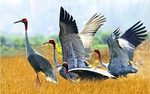 Eastern Sarus cranes in the Tram Chim National Park in Dong Thap province. (Photo: VNA)