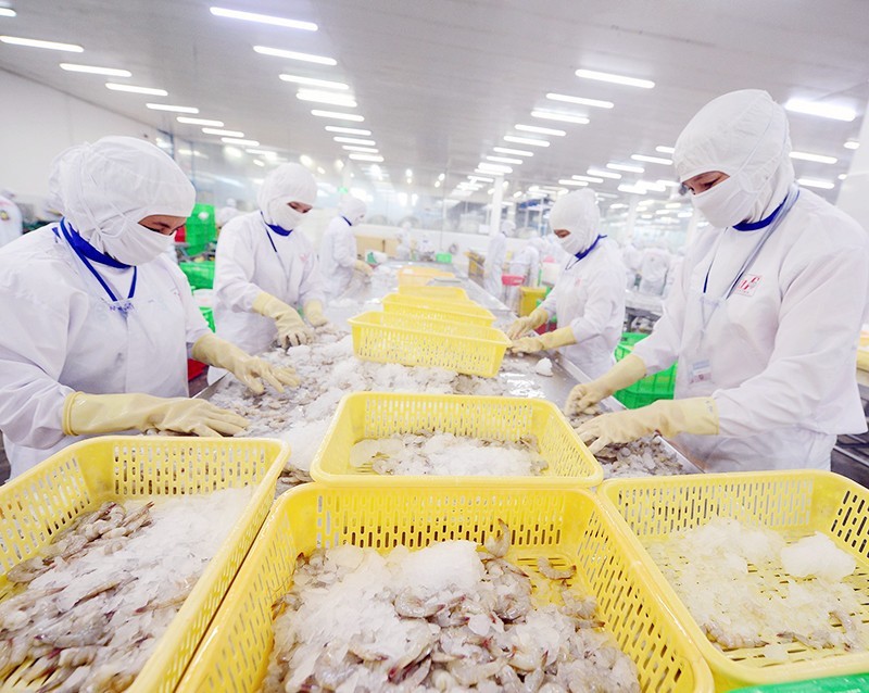 Processing seafood for export at Cafatex Seafood Joint Stock Company in Hau Giang Province. (Photo: TRAN QUOC)