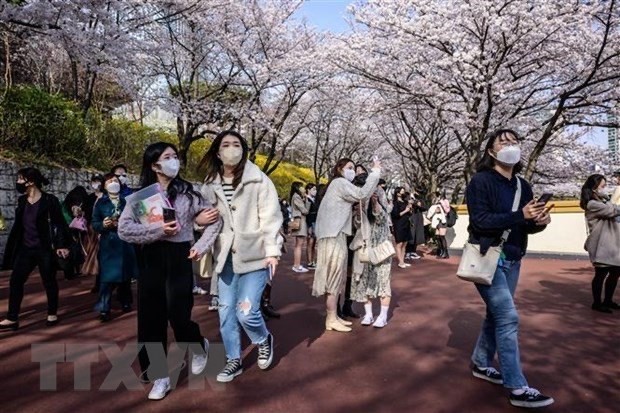 People come to enjoy cherry blossoms in Seoul, the RoK. (Photo: AFP/VNA)