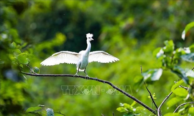 A bird spotted at the Van Long Wetland Nature Reserve in Gia Vien district, Ninh Binh province (Photo: VNA)