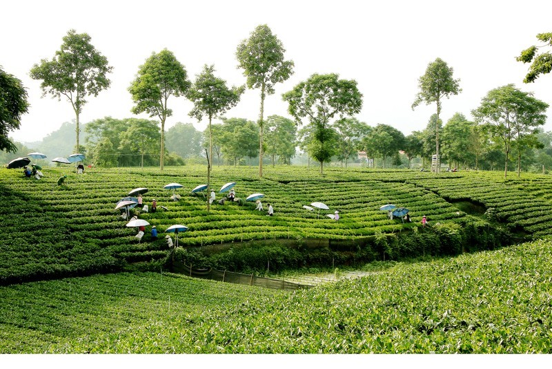 Tea hill in Thai Nguyen Province.