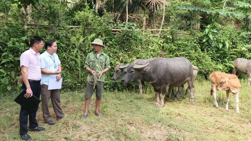 An officer of the Transaction Office of the Vietnam Bank for Social Policies in Vi Xuyen District inspects the use of loan capital according to Resolution 11 in Ngoc Linh Commune.