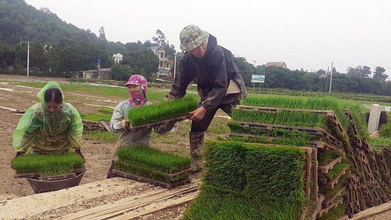 The agricultural sector of the provinces has taken the initiative in technological processes in production to train and transfer key agricultural staff and farmers.