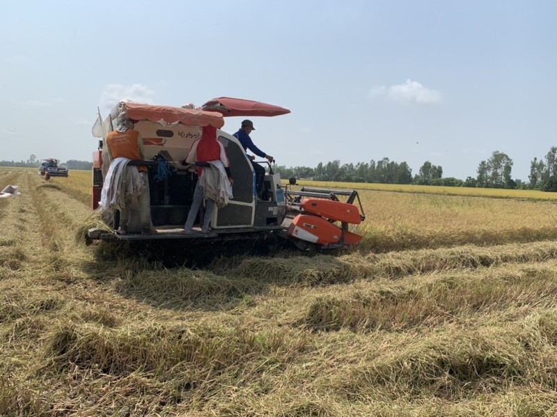 Vietnam is stepping up rice production, ensuring domestic supply and export.