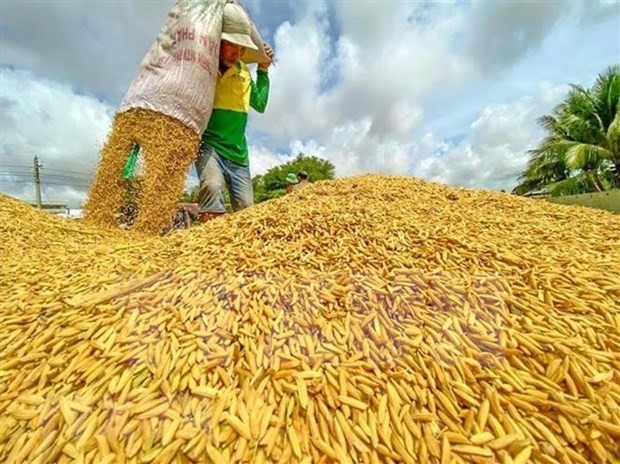 Rice harvesting in Can Tho (Photo: VNA)