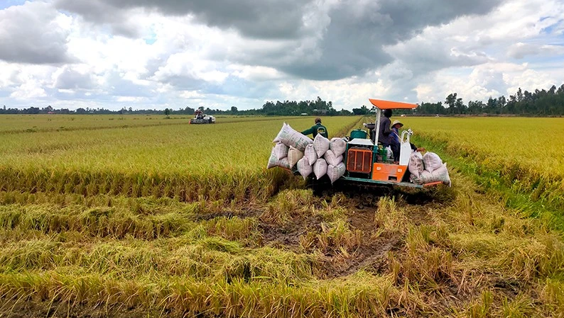 Harvesting rice in Truong Xuan Commune, Thap Muoi District, Dong Thap Province. (Photo: Huu Nghia)