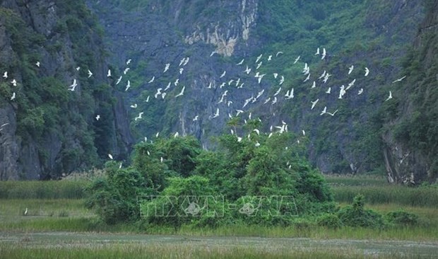 Storks at Van Long Wetland Nature Reserve in Ninh Binh province. (Photo: VNA)
