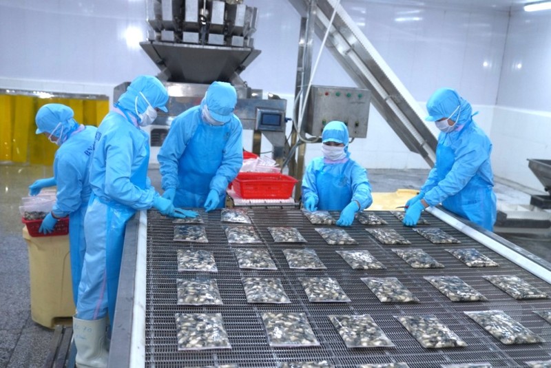 Workers of BNA Ba Che Seafood Joint Stock Company pack oysters. (Photo: Hoang Quynh)