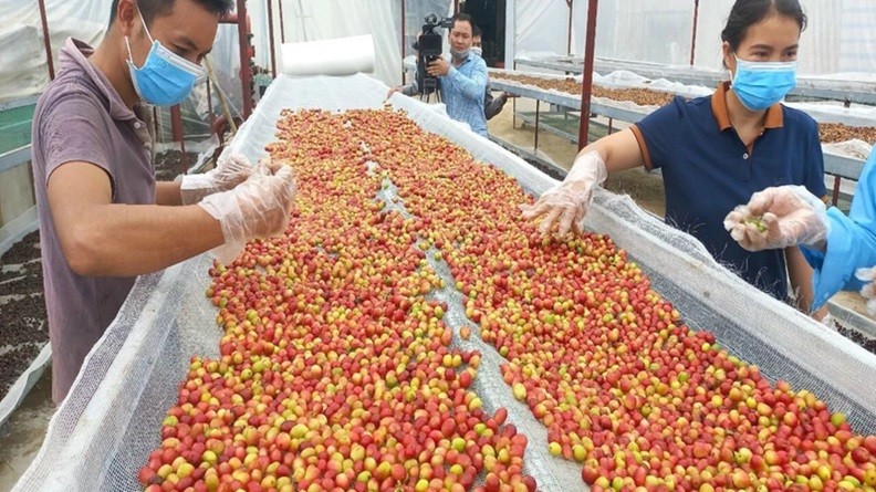 Coffee is Vietnam’s strong export product to the Middle East and African markets.