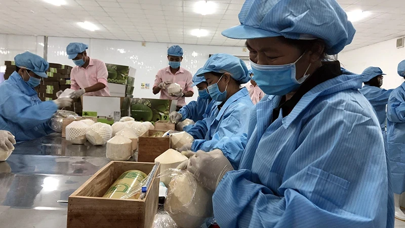 Preliminary processing of fresh coconuts for export in Ben Tre Province. (Photo: Trung Le)