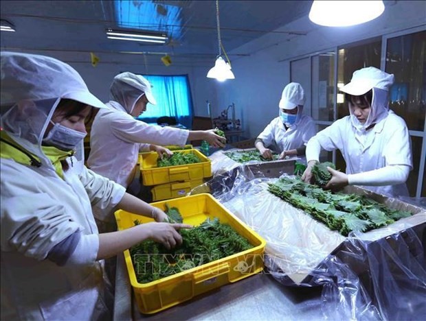 Vietnam’s fruit and vegetable exports in the first two months of this year surge 38% to about 749.7 million USD. (Photo: VNA)