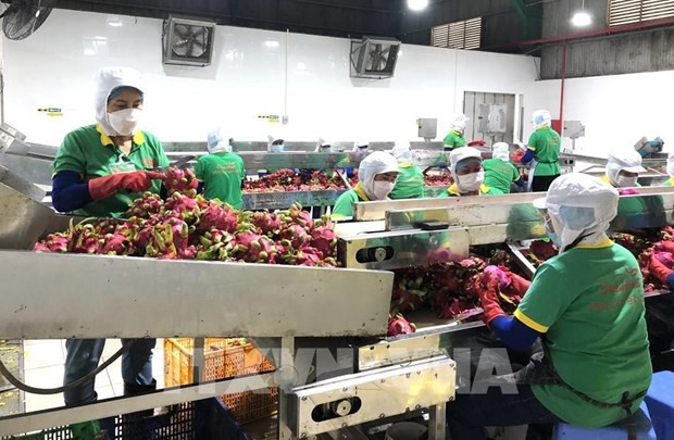 Only 25% of exported fruits and vegetables have been processed. (Photo: VNA)