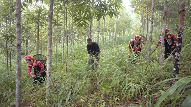 People in Lai Chau province actively participate in protecting, reforesting and planting new forests. (Photo: Tuan Thinh)