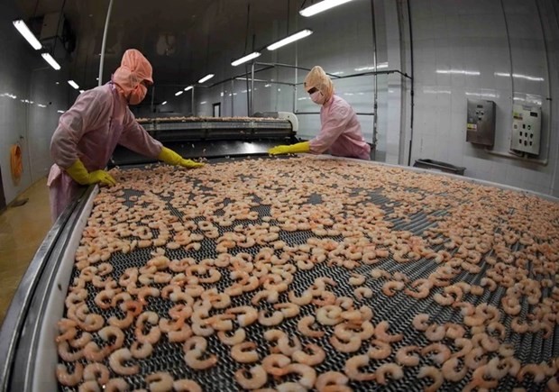 Shrimp is frozen for export at the factory of the Minh Phu Seafood Corp. (Photo: VNA)