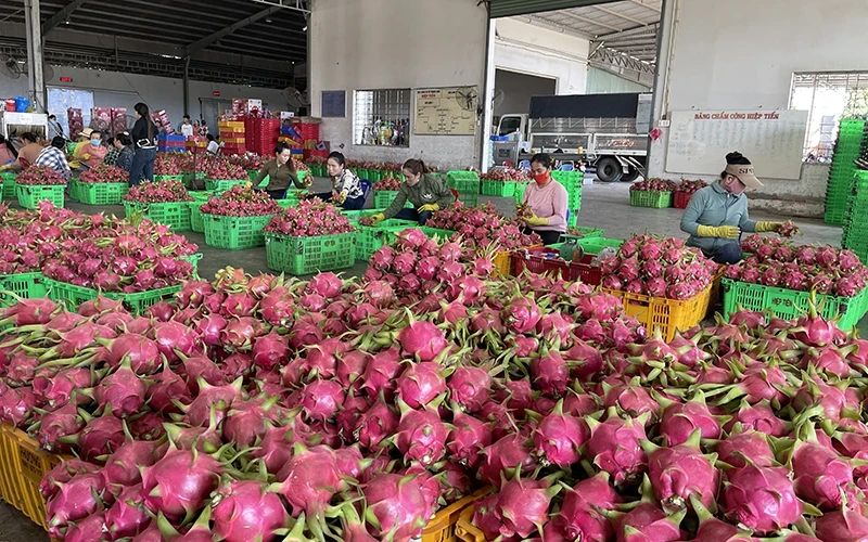 Emission-reducing dragon fruit sells for high prices and is exported to several demanding markets. (Photo: Thanh Hai)