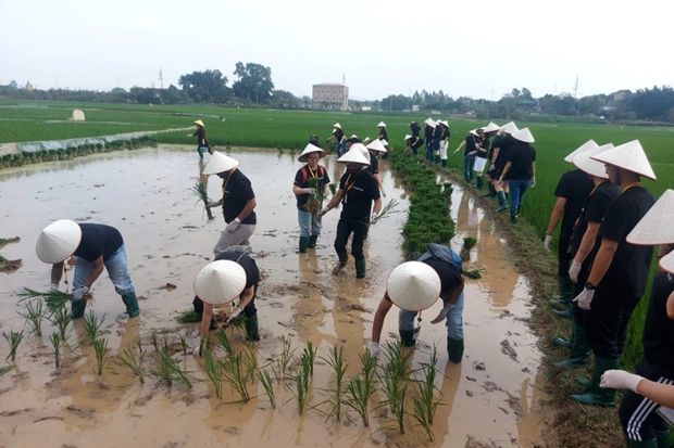 Foreign visitors are excited to experience rice planting in Hanoi's Duong Lam ancient village. (Photo: VNA)