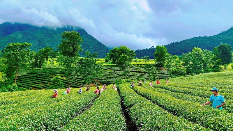 Tan Uyen is considered the capital of Lai Chau tea. This place has tea fields that are nearly 60 years old. Currently, Tan Uyen has nearly 3,400 hectares of tea.