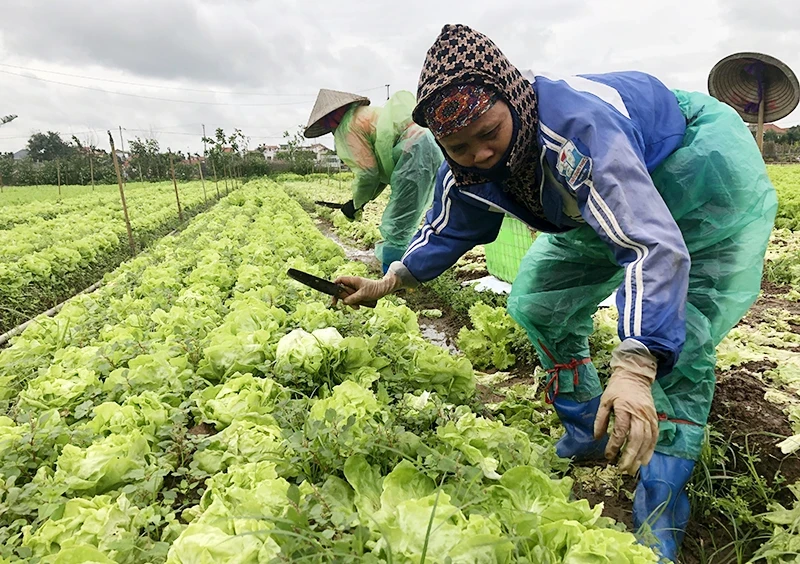 Farmers harvest organic vegetables in Yen Phu Commune, Yen My District, in the northern province of Hung Yen. (Photo: Nguyen Phuc)
