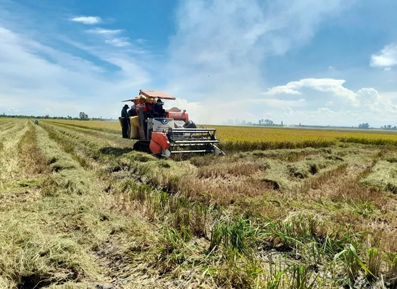 Harvesting rice in Vinh Thanh District, Can Tho City. (Photo: Thuy Anh)